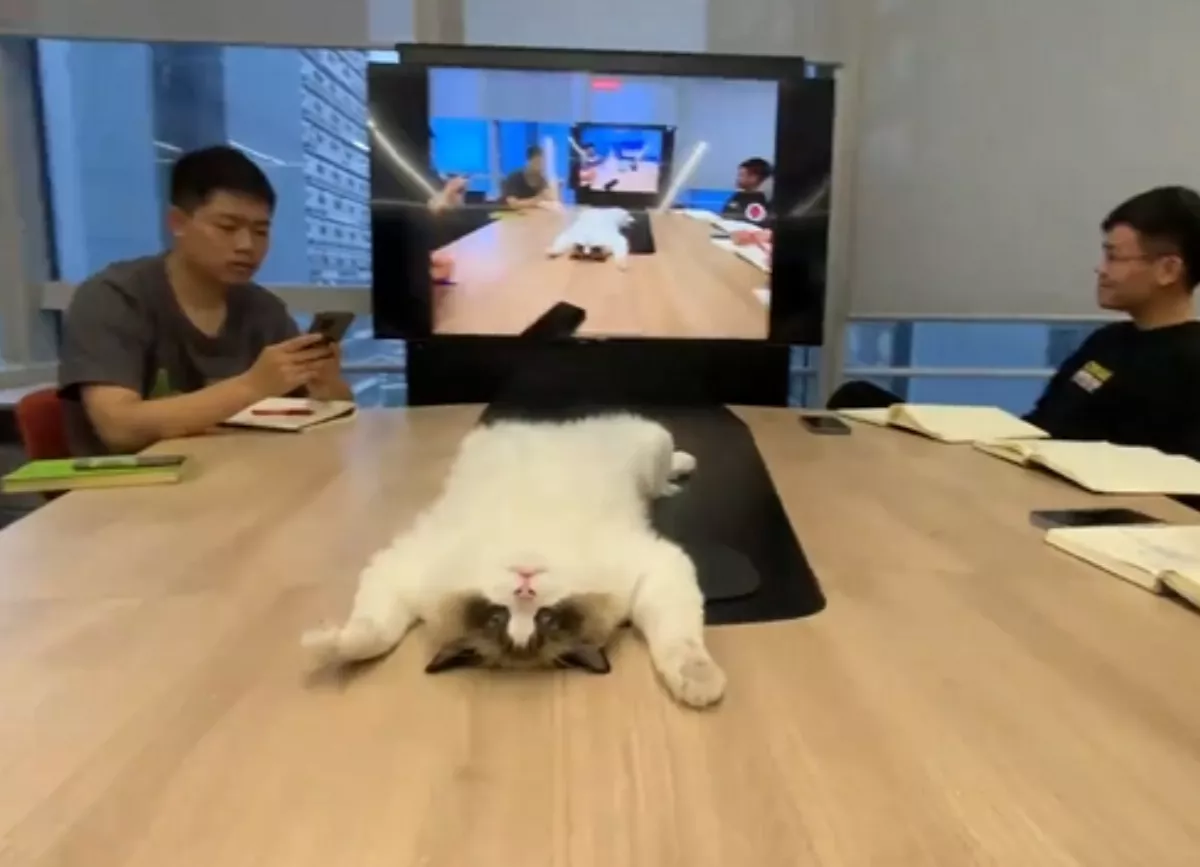 連貓都知道不要開   公司開會老闆養的貓翻肚躺會議桌